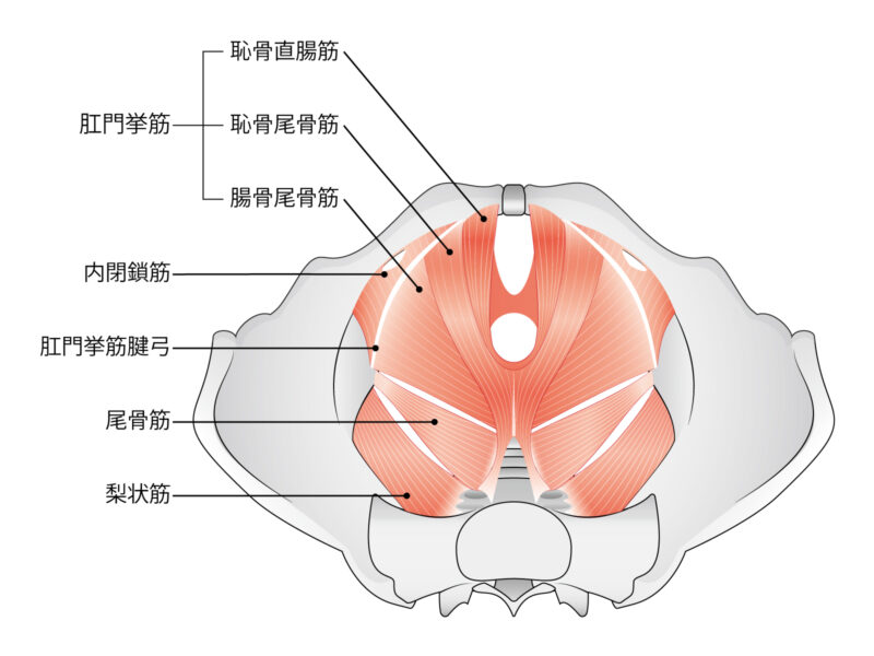 骨盤底筋群イメージ